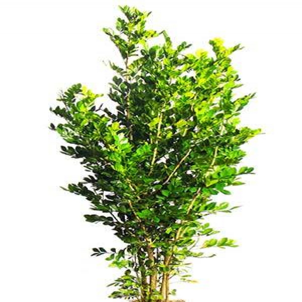 tem flores cod 00030026 murta tem flores cod 00030026 murta