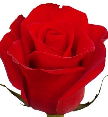 ROSA IMP. FREEDOM PROGRESO 60 CM